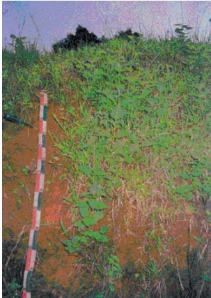 Image 13