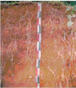 Image 14